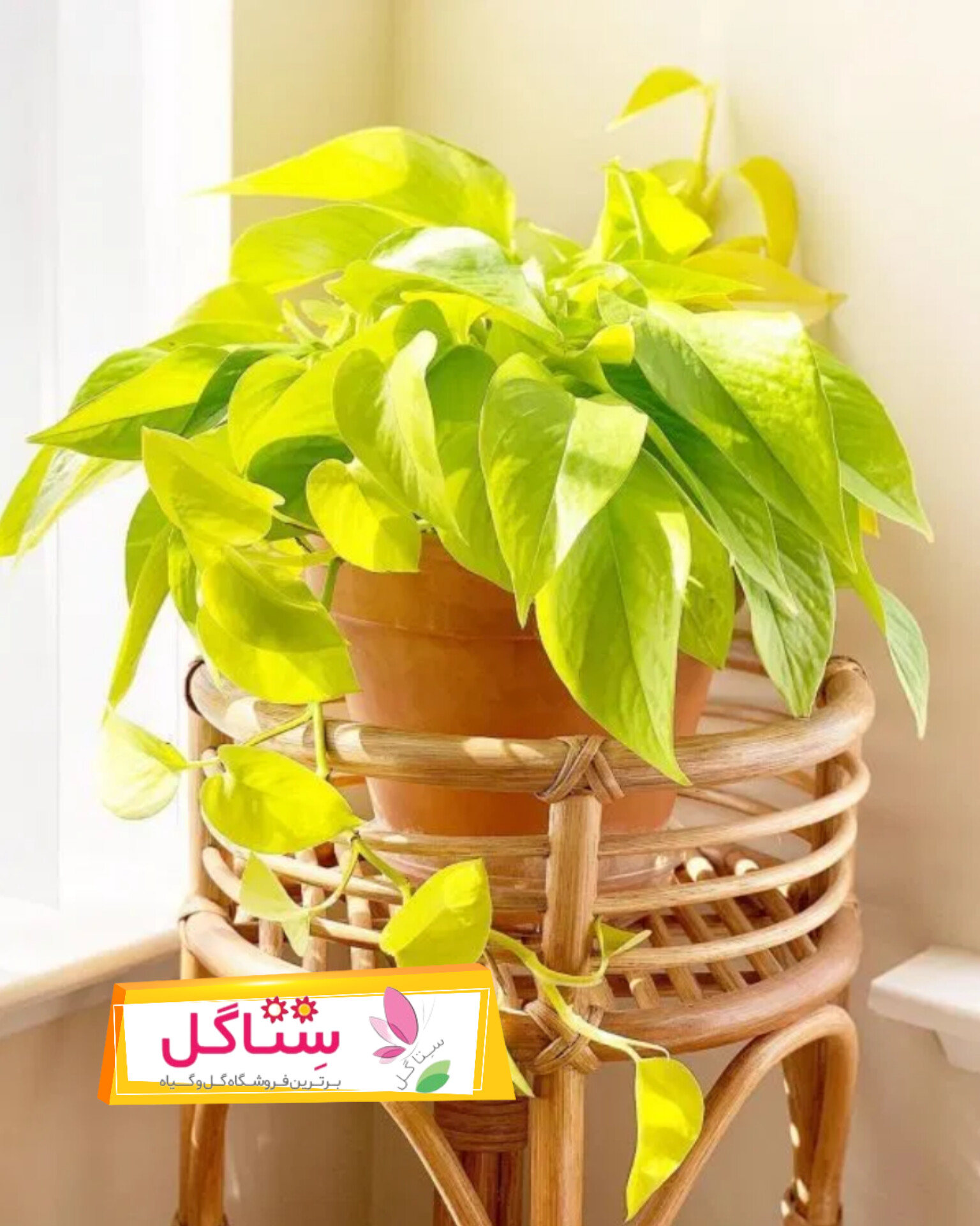 گلدان رطوبت زده پتوس