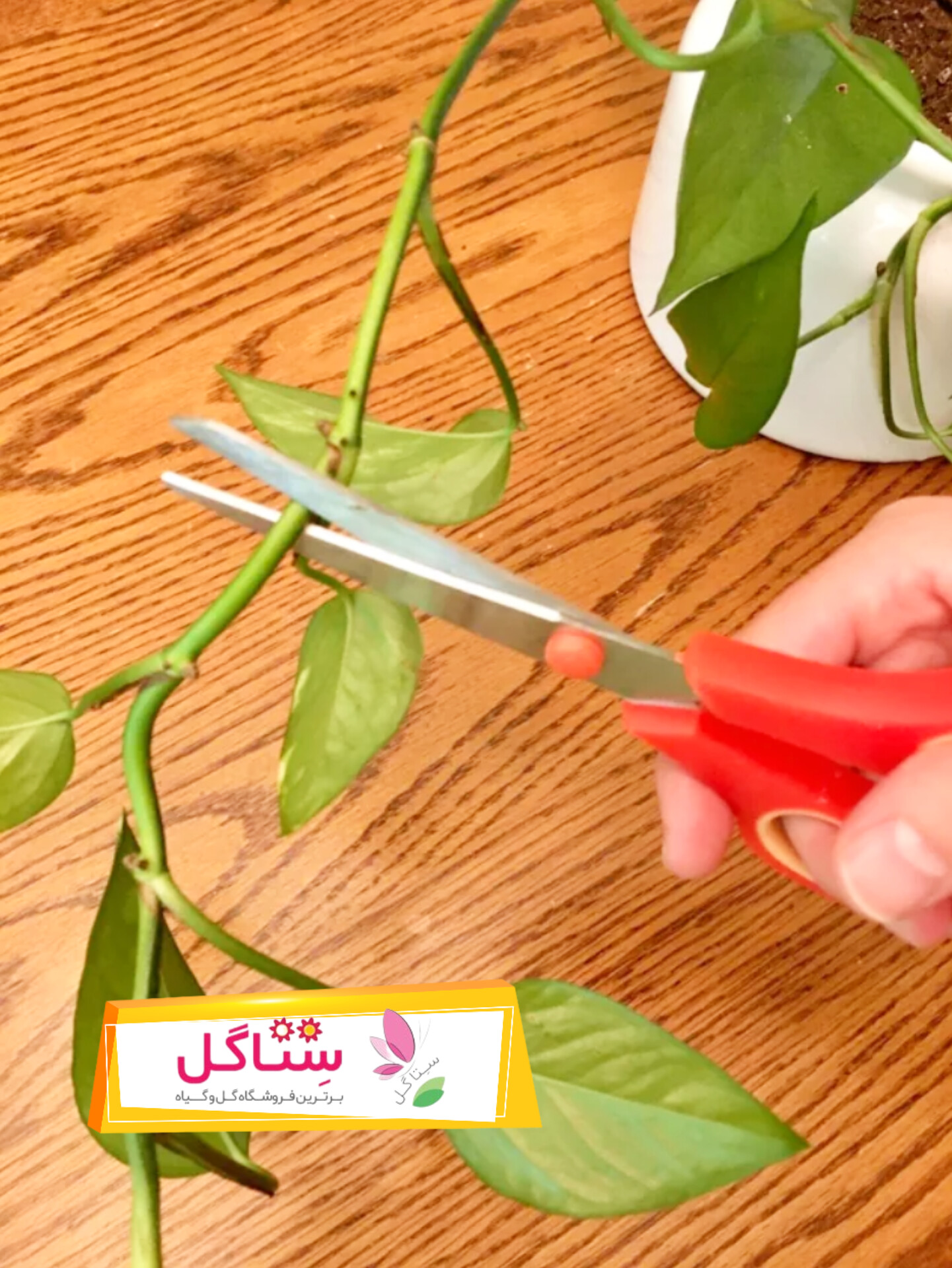 تکثیر پتوس