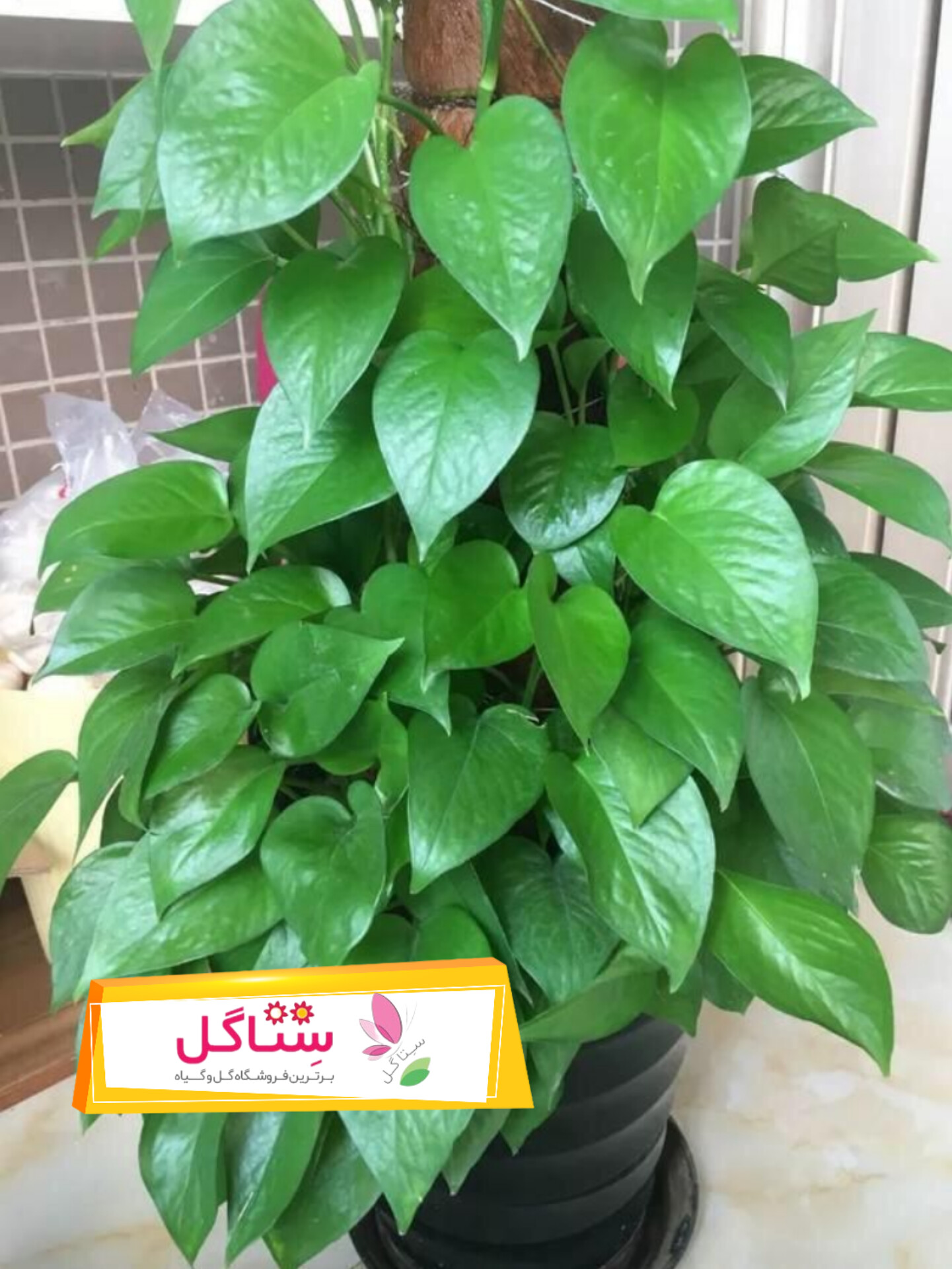 پتوس قیم دار