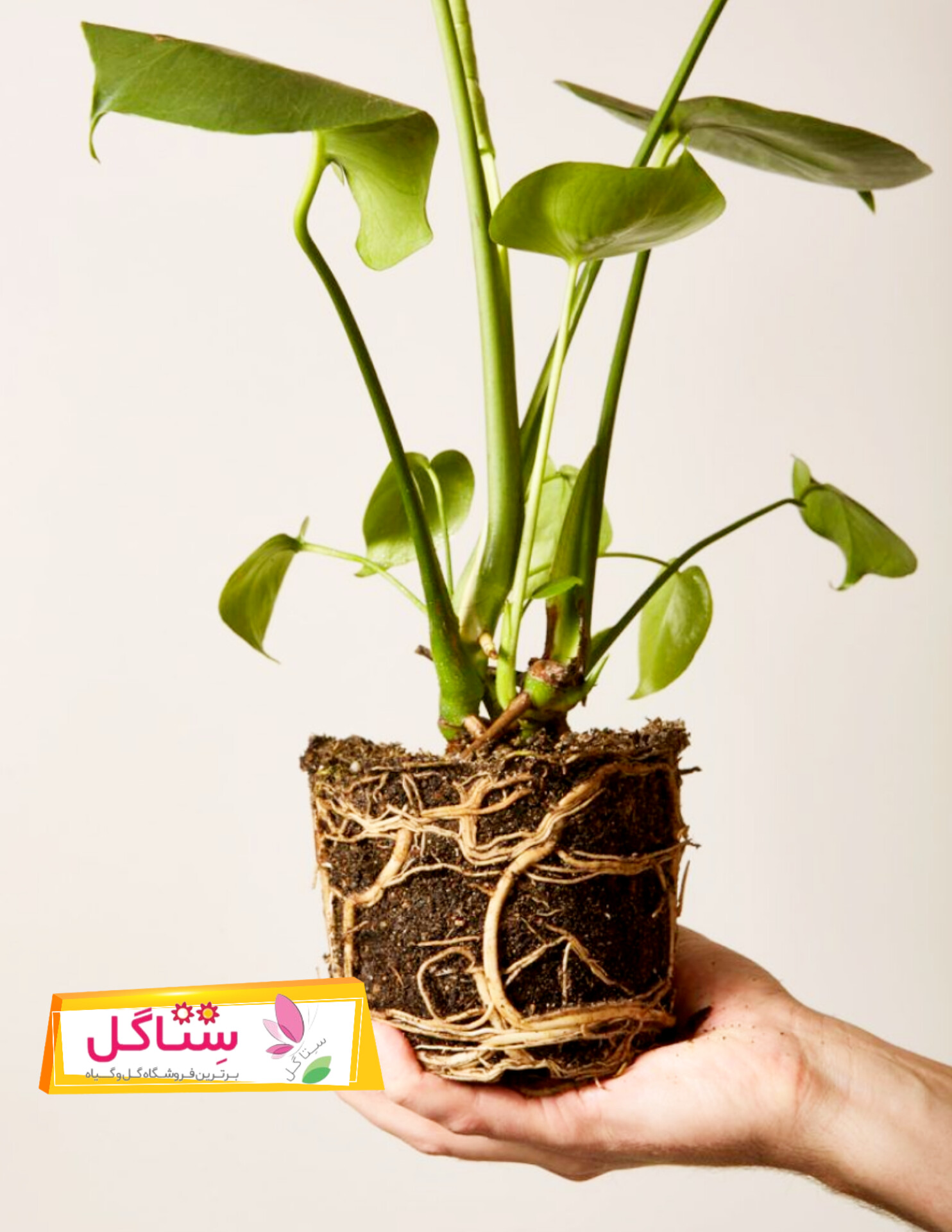 ریشه پتوس