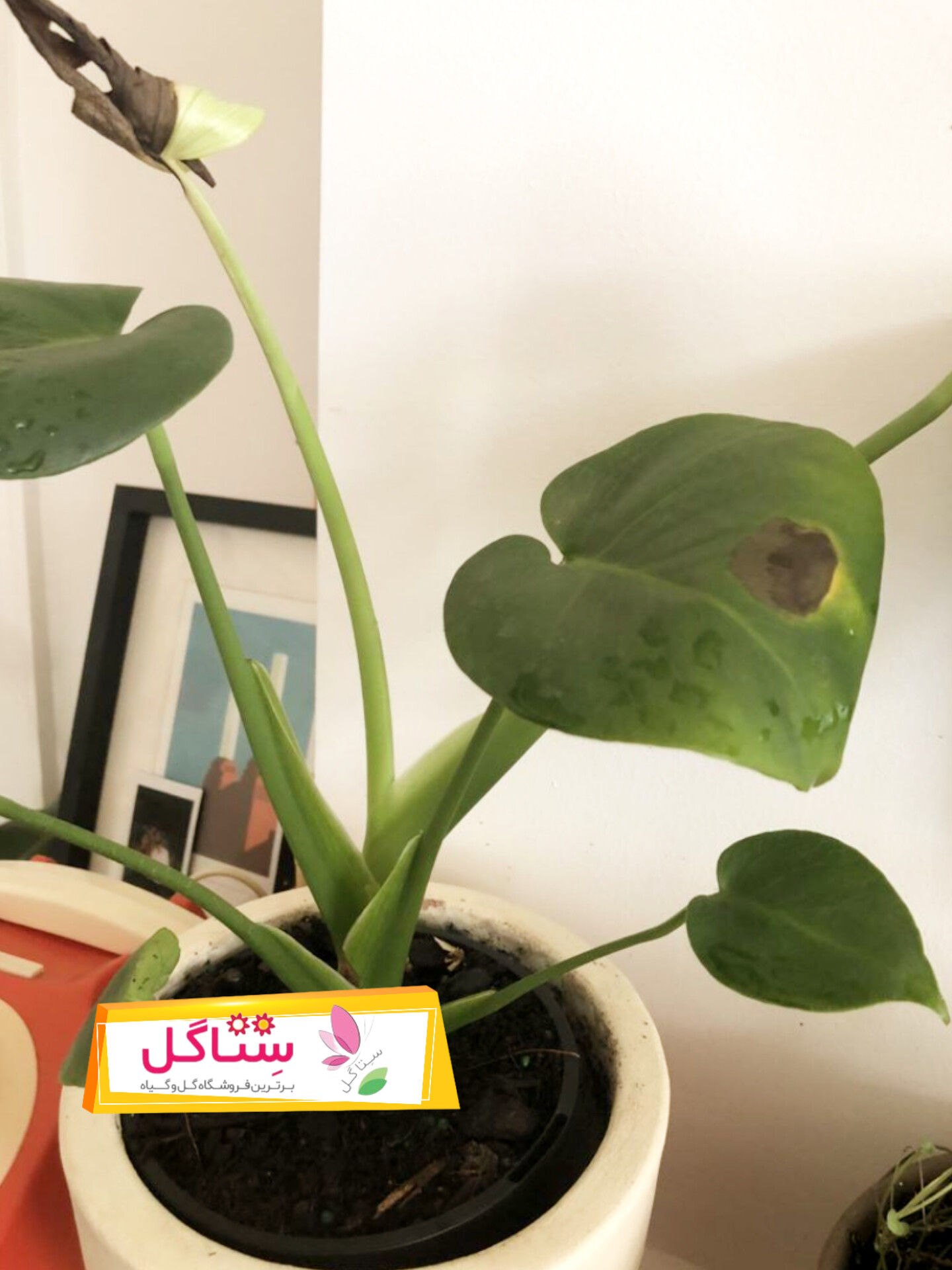 پتوس بیمار