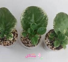 مجموعه خاک بنفشه آفریقایی سه تائی مدل بهکام حجم 2 لیتری