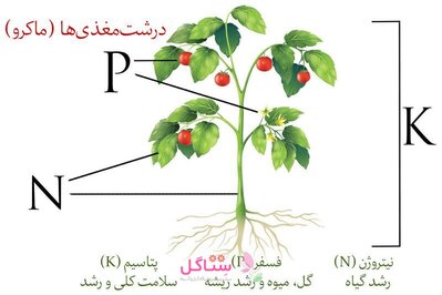 سوپر کود بهبود ریشه زایی فرمول یک مدل 5.50.5:NPK وزن 50 گرم