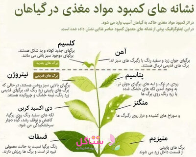 کود پودری هیومیک اسید مدل فرمول یک حجم 50 گرم