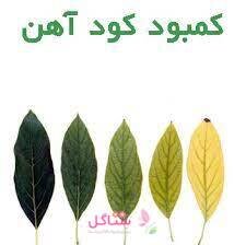 کود مایع هیومیک اسید مخلوط با آهن مدل گرین گروت حجم 90 میلی لیتر