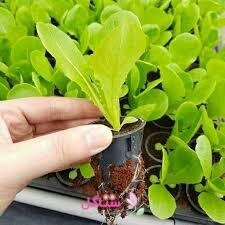 مجموعه کوکوپیت سه عددی مدل بهکام حجم 3 لیتری