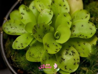 چسب حشره کش ، کارت زرد مخصوص پشه و حشرات موذی