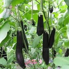 بذر صیفی جات بادمجان قلمی بهارک