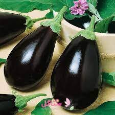 بذر صیفی جات بادمجان دلمه ای بهارک