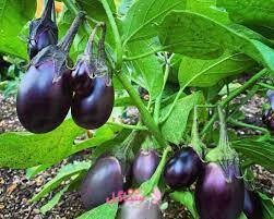 بذر صیفی جات بادمجان دلمه ای بهارک