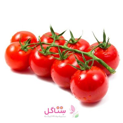 بذر صیفی جات گوجه چری (گیلاسی ) بهارک