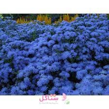 بذر گل ابری آبی بهارک