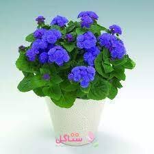 بذر گل ابری آبی بهارک