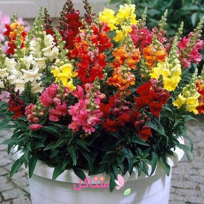 بذر گل میمون بهارک