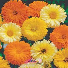 بذر گل همیشه بهار بهارک