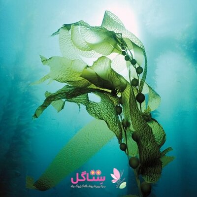 کود جلبک دریایی فرمول یک 25 گرم