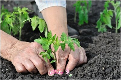 خاک بستر آماده کاشت ( خاک هلندی) مدل بهکام حجم 50 لیتری