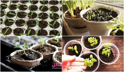 خاک بستر آماده کاشت ( خاک هلندی) مدل بهکام حجم 50 لیتری