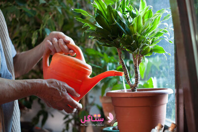 محلول واتر فرش ( اصلاح کننده آب لوله کشی) پروتکت نیچر حجم 125میلی لیتر