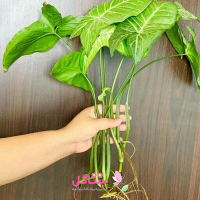 کود ریشه زا (تقویت ریزوم و ریشه) مدل پروتکت نیچر حجم 500 میلی لیتر