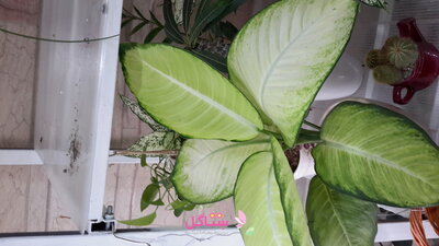 کود جلبک دریایی تقویت کننده سایز برگ مدل پروتکت نیچر Seaweed حجم 500 میلی لیتر