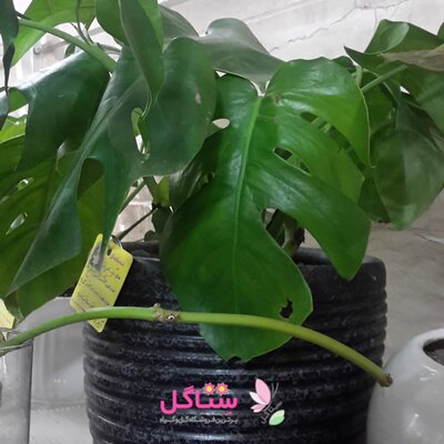 کود جلبک دریایی تقویت کننده سایز برگ مدل پروتکت نیچر Seaweed حجم 500 میلی لیتر