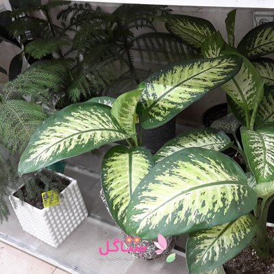 کود جلبک دریایی تقویت کننده سایز برگ مدل پروتکت نیچر Seaweed حجم 500 میلی لیتر