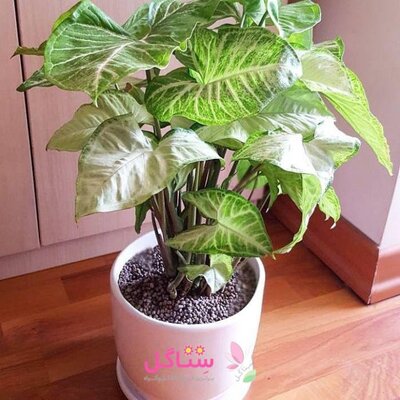 پک رشد سریع گیاهان آپارتمانی