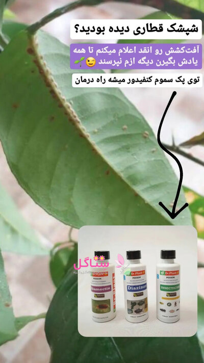 پک آفت کش (آبامکتین کنه کش،کنفیدور حشره کش،دیازینون سم جانوران خاکی)