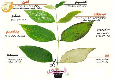 کود کلسیم پروتکت نیچر 80 گرمی