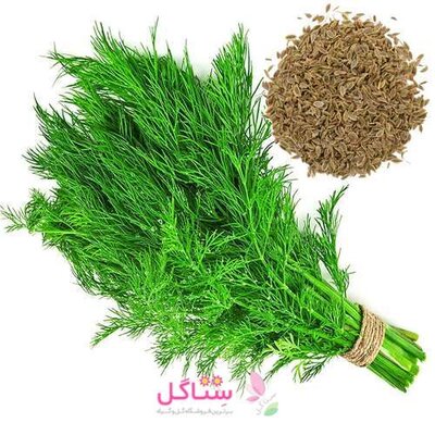 بذر سبزیجات شوید برند بهارک