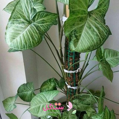 تصویر نصب قیم بر روی گیاه