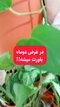 ویدئو در مورد کارایی محصول جلبک دریایی