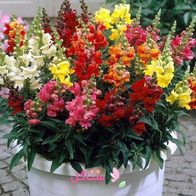 بذر گل میمون بهارک